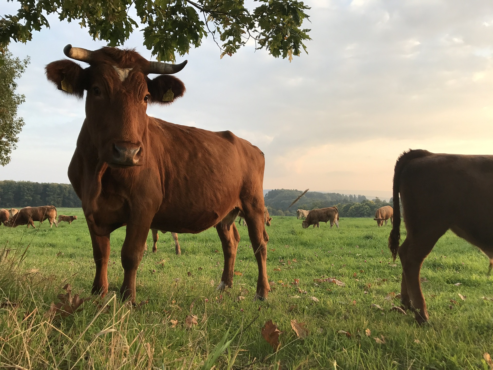 Tierschutz: Zuchtziel: Hornlos glückliche Kühe - Natur - FAZ